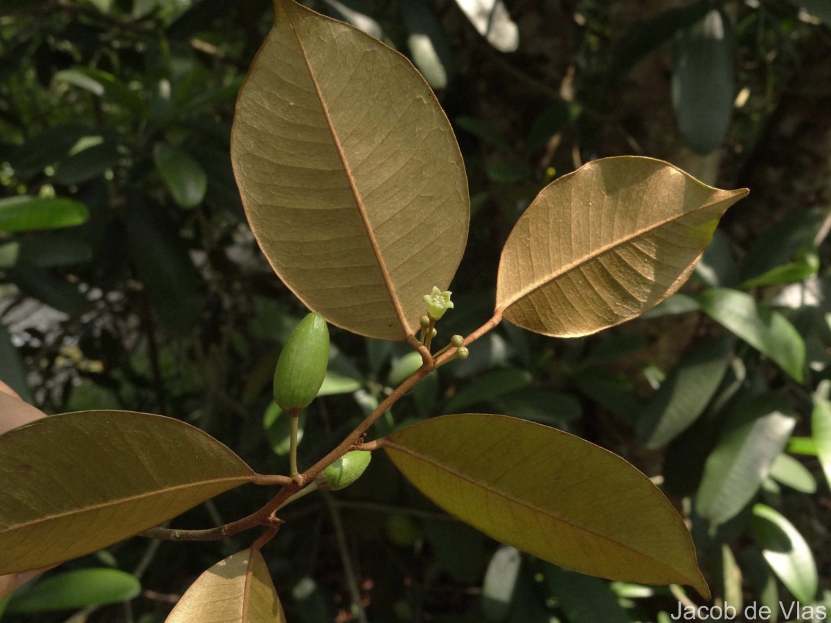 Chrysophyllum oliviforme L.